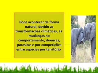 Pode acontecer de forma
natural, devido as
transformações climáticas, as
mudanças no
comportamento, doenças,
parasitas e por competições
entre espécies por território.
 