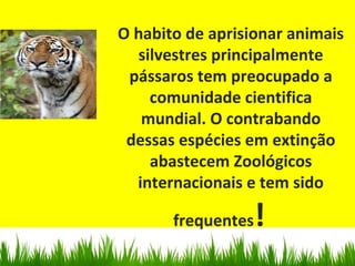 O habito de aprisionar animais
silvestres principalmente
pássaros tem preocupado a
comunidade cientifica
mundial. O contrabando
dessas espécies em extinção
abastecem Zoológicos
internacionais e tem sido
frequentes!
 