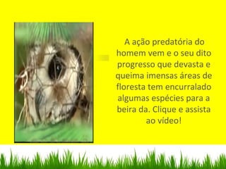 A ação predatória do
homem vem e o seu dito
progresso que devasta e
queima imensas áreas de
floresta tem encurralado
algumas espécies para a
beira da. Clique e assista
ao vídeo!
 