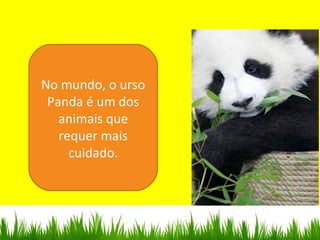 No mundo, o urso
Panda é um dos
animais que
requer mais
cuidado.
 