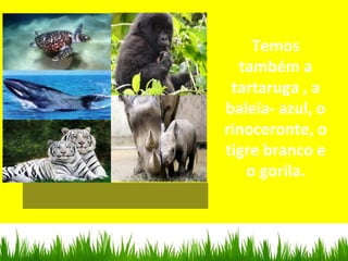 Temos
também a
tartaruga , a
baleia- azul, o
rinoceronte, o
tigre branco e
o gorila.
 