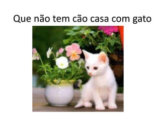 Que não tem cão casa com gato
 