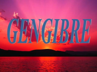 GENGIBRE 