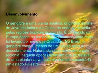Desenvolvimento O gengibre é uma planta asiática, originária da Ilha de Java, da Índia e da China, de onde se difundiu pelas regiões tropicais do mundo. É conhecido na Europa desde os tempos muito remotos, para onde foi levado por meio das Cruzadas. No Brasil, o gengibre chegou menos de um século após o descobrimento. Naturalistas que visitavam o país (colônia, naquela época) achavam que se tratava de uma planta nativa, pois era comum encontrá-la em estado silvestre 