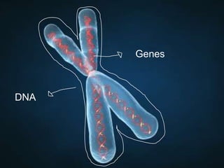 Projeto Genoma
 O que é o genoma ?

Genes

• (conjunto de genes de uma espécie)

DNA

 