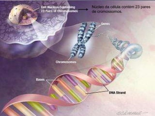 Projeto Genoma

Núcleo da célula contém 23 pares
de cromossomos.

 Como surgiu ?
• Surgiu em 1985, quando um grupo de cientista
pretendiam detectar mutações em homens.
• No dia 26 de junho de 2000 a Celera anunciou
que havia sequenciado 100% do genoma
humano.

 