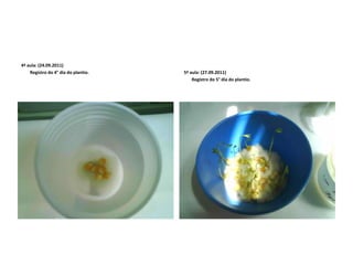 4ª aula: (24.09.2011)        Registro do 4° dia do plantio. 5ª aula: (27.09.2011)        Registro do 5° dia do plantio.