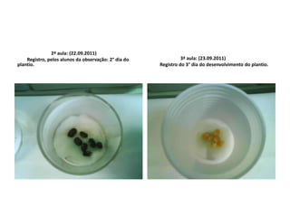                            2ª aula: (22.09.2011)         Registro, pelos alunos da observação: 2° dia do plantio.3ª aula: (23.09.2011)        Registro do 3° dia do desenvolvimento do plantio.