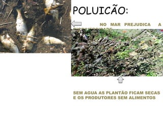 NO MAR PREJUDICA A
BIODIVERCIDADE
SEM AGUA AS PLANTÃO FICAM SECAS
E OS PRODUTORES SEM ALIMENTOS
POLUICÃO:
 