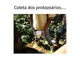 Coleta dos protozoários....
 