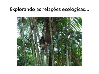 Explorando as relações ecológicas...
 