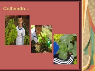 Colhendo...
 