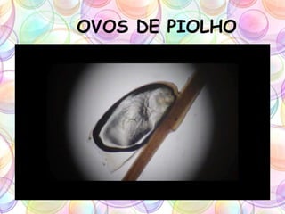 OVOS DE PIOLHO
 