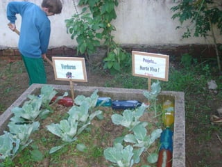 Projeto horta
