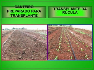 CANTEIRO
                 TRANSPLANTE DA
PREPARADO PARA       RÚCULA
 TRANSPLANTE
 
