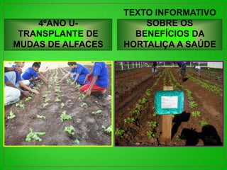 TEXTO INFORMATIVO
    4ºANO U-           SOBRE OS
 TRANSPLANTE DE      BENEFÍCIOS DA
MUDAS DE ALFACES   HORTALIÇA A SAÚDE
 