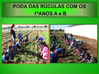 PODA DAS RÚCULAS COM OS
       1ºANOS A e B
 