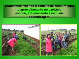 Estudantes fazendo a colheita da cenoura para
       o aproveitamento no cardápio
      escolar, enriquecendo assim sua
                aprendizagem.
 