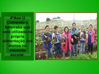 4ºAno U
   Colhendo a
 beterraba que
será utilizada na
     própria
alimentação dos
    alunos na
    merenda
     escolar.
 
