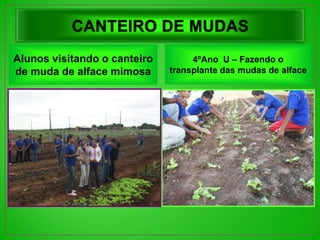 Alunos visitando o canteiro        4ºAno U – Fazendo o
de muda de alface mimosa      transplante das mudas de alface
 