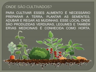 PARA CULTIVAR ESSES ALIMENTO É NECESSÁRIO
PREPARAR A TERRA, PLANTAR AS SEMENTES,
ADUBAR E REGAR AS MUDINHAS. ESSE LOCAL ONDE
SÃO PRODUZIDAS VERDURAS, LEGUMES E TAMBÉM
ERVAS MEDICINAIS É CONHECIDA COMO HORTA.
 