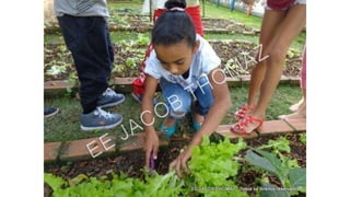 Projeto horta