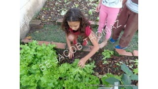Projeto horta