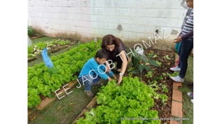 Projeto horta