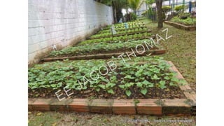 Projeto horta
