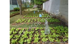 Projeto horta