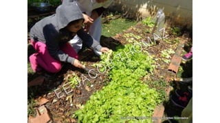 Projeto horta
