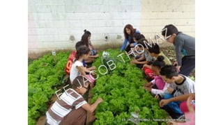 Projeto horta