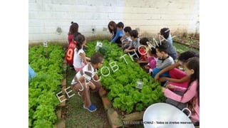 Projeto horta
