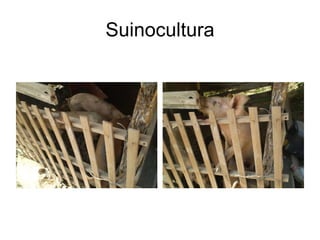 Suinocultura 