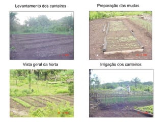 Levantamento dos canteiros Preparação das mudas Vista geral da horta Irrigação dos canteiros 