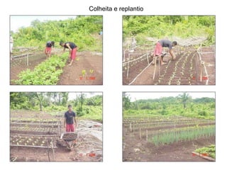 Colheita e replantio 