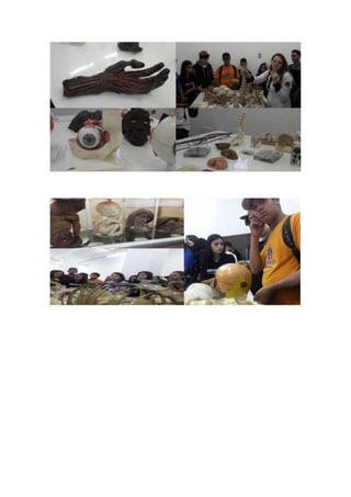 Projeto interdisciplinar Conhecendo o Corpo Humano