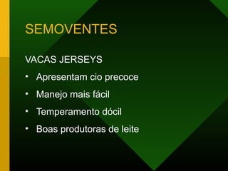 SEMOVENTES
VACAS JERSEYS
• Apresentam cio precoce
• Manejo mais fácil
• Temperamento dócil
• Boas produtoras de leite
 