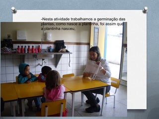 -Nesta atividade trabalhamos a germinação das
plantas, como nasce a plantinha, foi assim que
a plantinha nasceu,
 