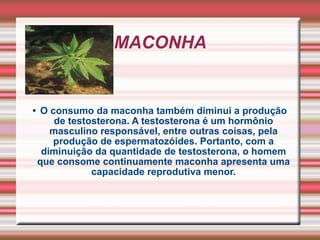 MACONHA O consumo da maconha também diminui a produção de testosterona. A testosterona é um hormônio masculino responsável, entre outras coisas, pela produção de espermatozóides. Portanto, com a diminuição da quantidade de testosterona, o homem que consome continuamente maconha apresenta uma capacidade reprodutiva menor. 