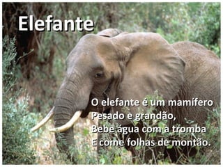 O elefante é um mamíferoO elefante é um mamífero
Pesado e grandão,Pesado e grandão,
Bebe água com a trombaBebe água com a tromba
E come folhas de montão.E come folhas de montão.
ElefanteElefante
 