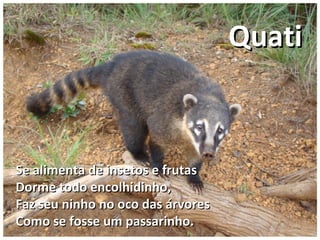 Se alimenta de insetos e frutasSe alimenta de insetos e frutas
Dorme todo encolhidinho,Dorme todo encolhidinho,
Faz seu ninho no oco das árvoresFaz seu ninho no oco das árvores
Como se fosse um passarinho.Como se fosse um passarinho.
QuatiQuati
 