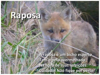 A raposa é um bicho espertoA raposa é um bicho esperto
Tem o pelo avermelhadoTem o pelo avermelhado
Na hora de suas refeiçõesNa hora de suas refeições
Cuidado! Não fique por perto.Cuidado! Não fique por perto.
RaposaRaposa
 