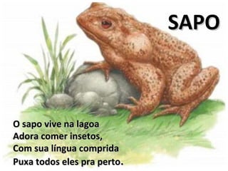 O sapo vive na lagoaO sapo vive na lagoa
Adora comer insetos,Adora comer insetos,
Com sua língua compridaCom sua língua comprida
Puxa todos eles pra pertoPuxa todos eles pra perto..
SAPOSAPO
 