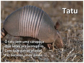 O tatu tem uma carapaçaO tatu tem uma carapaça
Que serve pra protegê-lo,Que serve pra protegê-lo,
Com suas garras afiadasCom suas garras afiadas
Faz buracos onde passa.Faz buracos onde passa.
TatuTatu
 