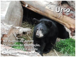 No inverno ele dormeNo inverno ele dorme
Chamamos de hibernação,Chamamos de hibernação,
Na primavera ele acordaNa primavera ele acorda
Com uma “fome de leão”!Com uma “fome de leão”!
UrsoUrso
 