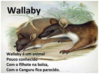 Wallaby é um animalWallaby é um animal
Pouco conhecidoPouco conhecido
Com o filhote na bolsa,Com o filhote na bolsa,
Com o Canguru fica parecido.Com o Canguru fica parecido.
WallabyWallaby
 