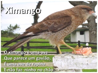 O ximango é uma aveO ximango é uma ave
Que parece um gavião,Que parece um gavião,
É uma ave de rapinaÉ uma ave de rapina
E não faz ninho no chão.E não faz ninho no chão.
XimangoXimango
 