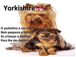 O yorkishire é um cãozinhoO yorkishire é um cãozinho
Bem pequeno e fofinhoBem pequeno e fofinho
As crianças o adotam,As crianças o adotam,
Para lhe dar muito carinho!Para lhe dar muito carinho!
YorkishireYorkishire
 