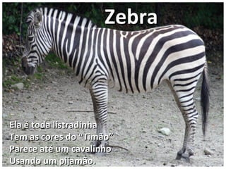 Ela é toda listradinhaEla é toda listradinha
Tem as cores do “Timão”Tem as cores do “Timão”
Parece até um cavalinhoParece até um cavalinho
Usando um pijamão.Usando um pijamão.
ZebraZebra
 